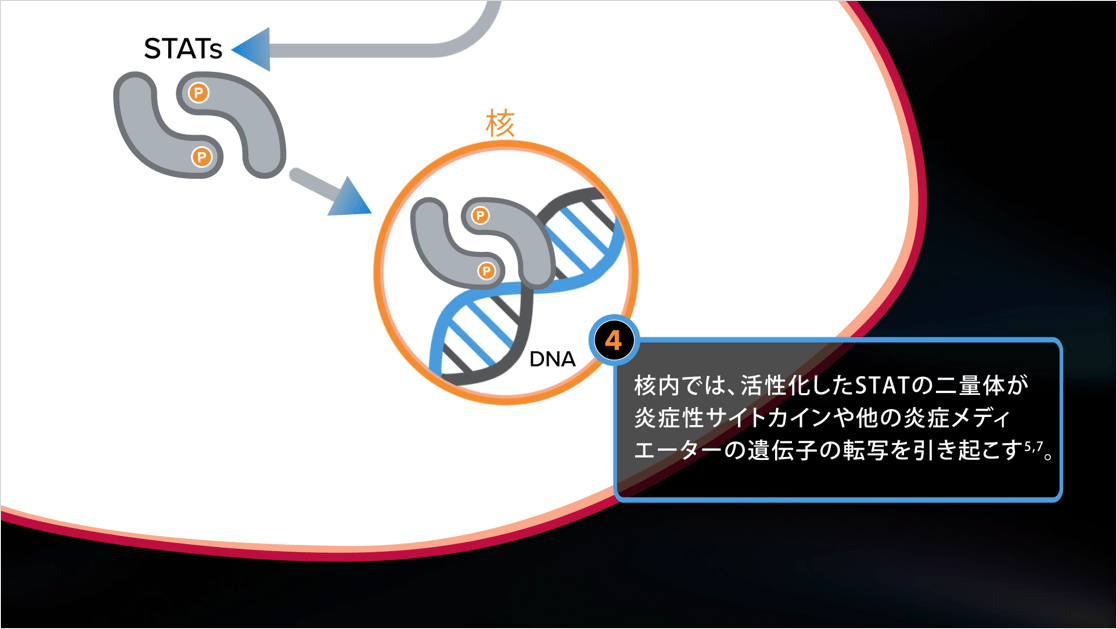 pSTATの遺伝子転写