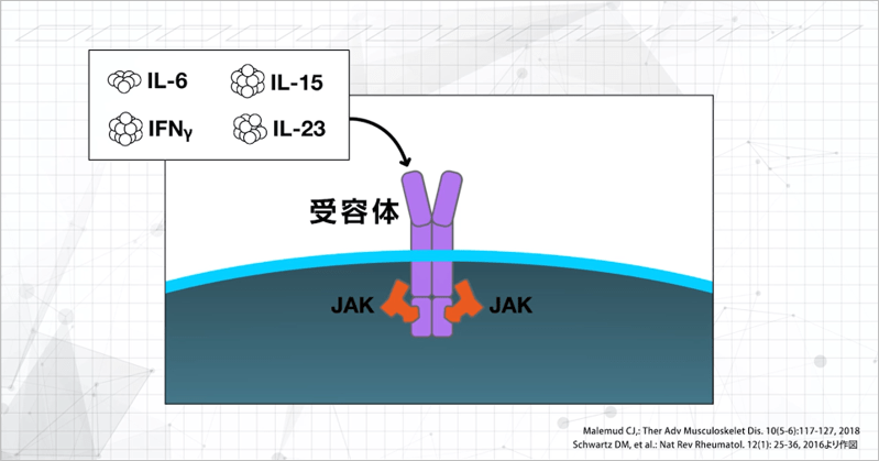 JAK-STAT経路を介したシグナル伝達