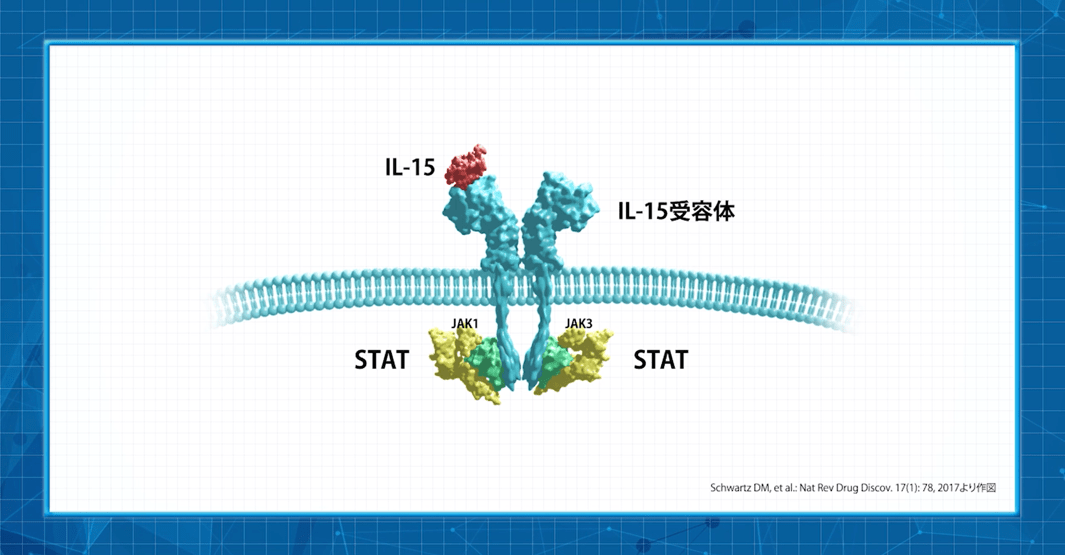 JAK1/JAK3を介したシグナル伝達