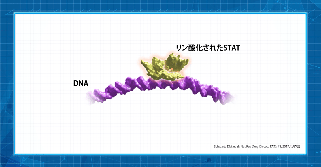 pSTATの遺伝子転写誘導