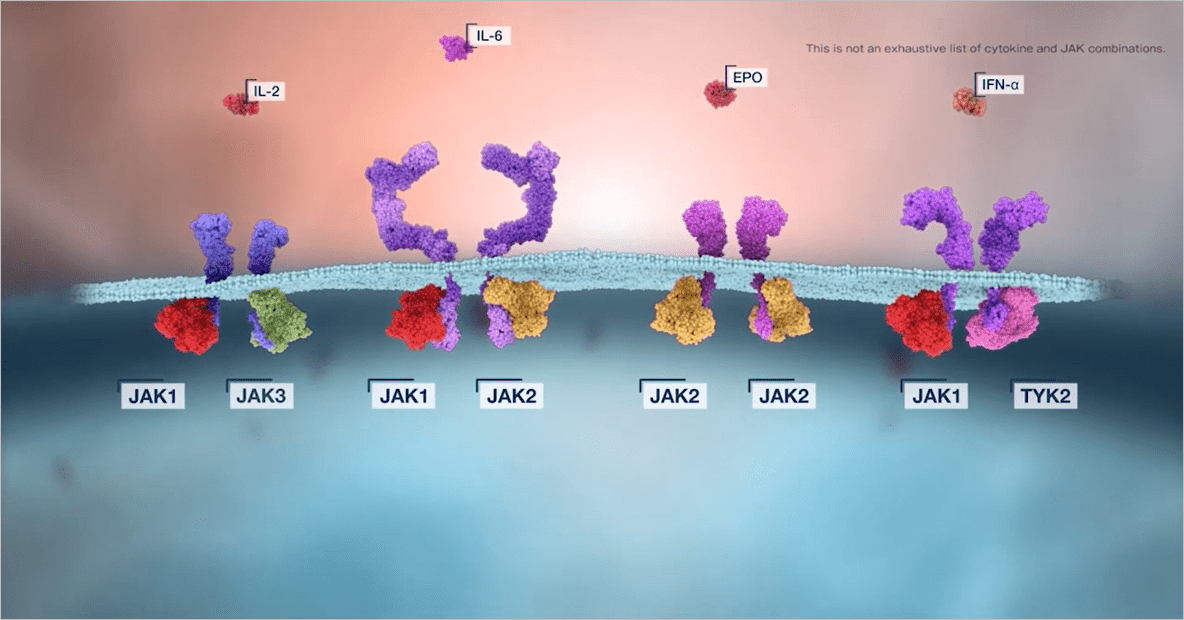 JAKが形成するペアは受容体によって異なる
