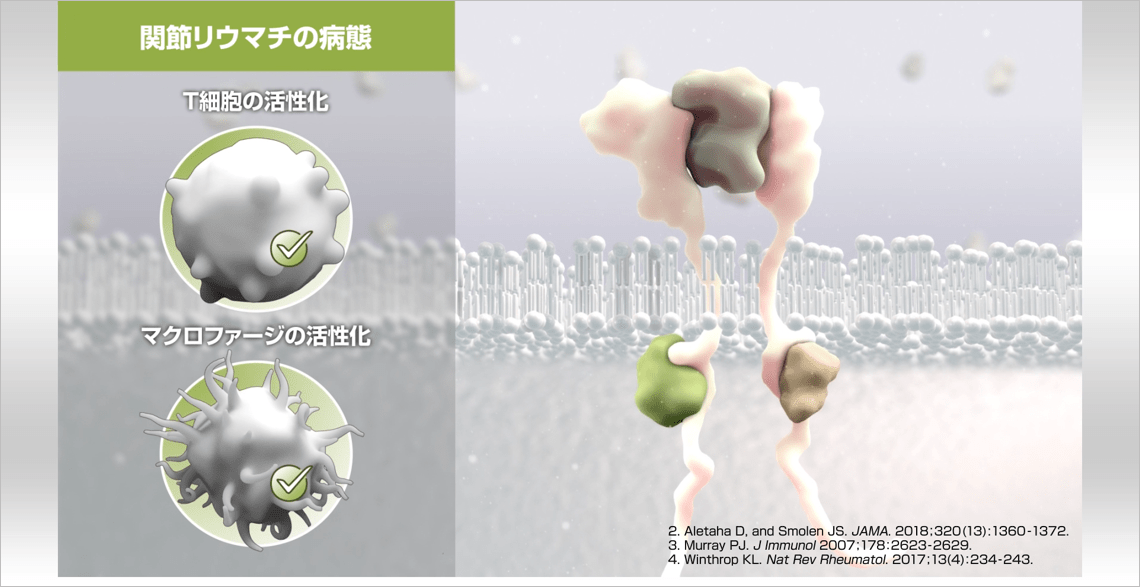 シグナル伝達におけるJAK1の役割