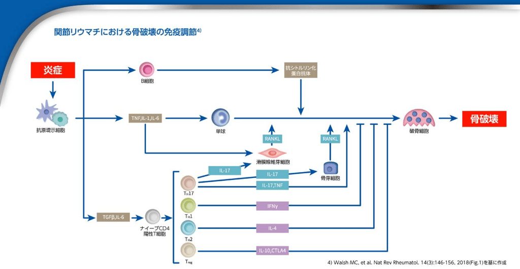 関節リウマチにおける骨破壊の免疫調節