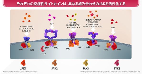 医療関係者向け情報サイト進展する関節リウマチ治療「JAKファミリー3つのポイント」