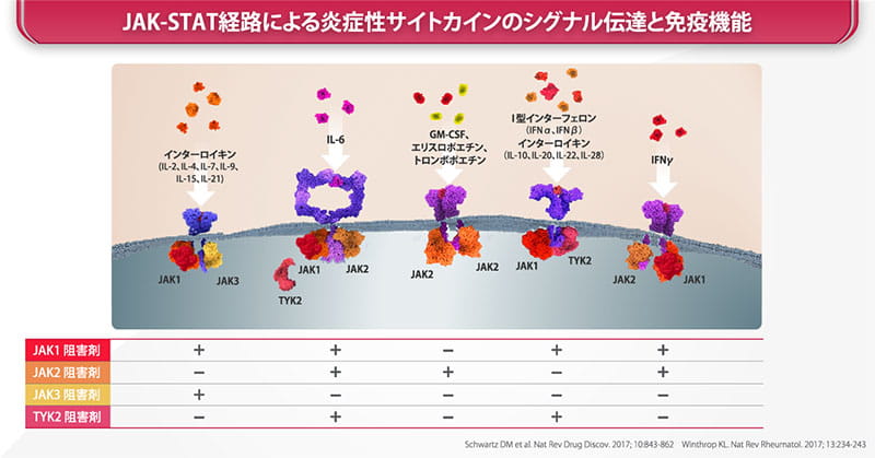 JAK-STAT経路による炎症性サイトカインのシグナル伝達と免疫機能