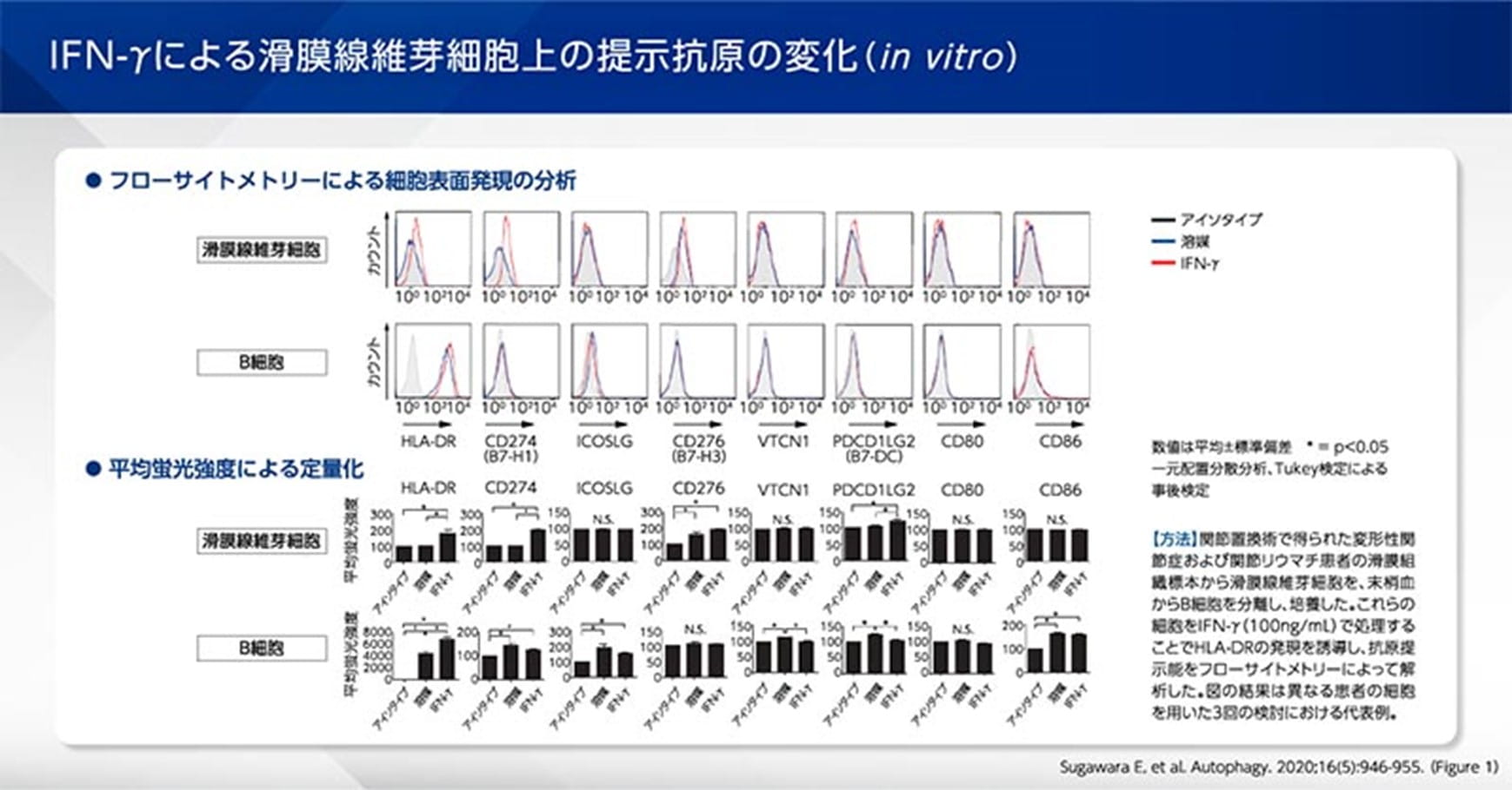 IFN-γによる滑膜繊維芽細胞上の提示抗原の変化