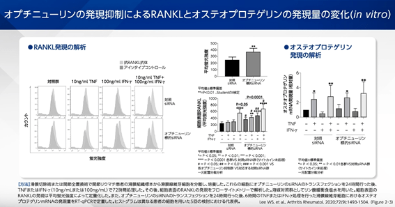 オプチニューリンの発現抑制によるRANKLとオステオプロテゲリンの発現量の変化