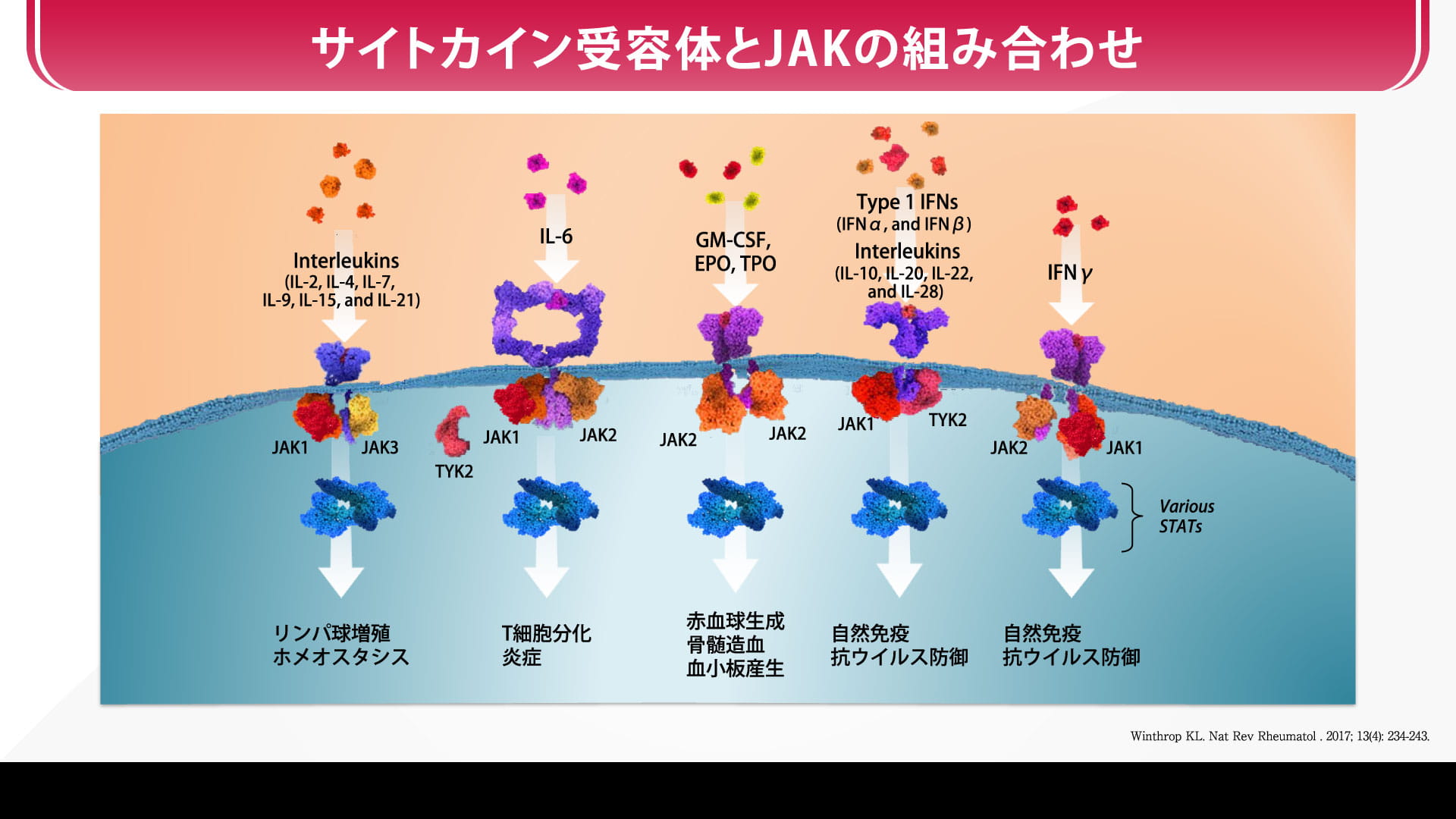 JAK阻害剤はどのように作用するのでしょうか?