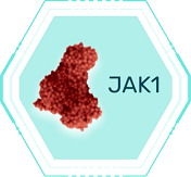 JAK-STAT経路の調節_JAK1