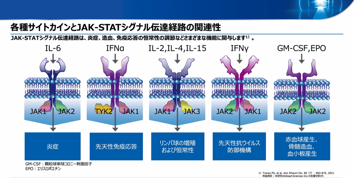 各種サイトカインとJAK-STATシグナル伝達経路の関連性