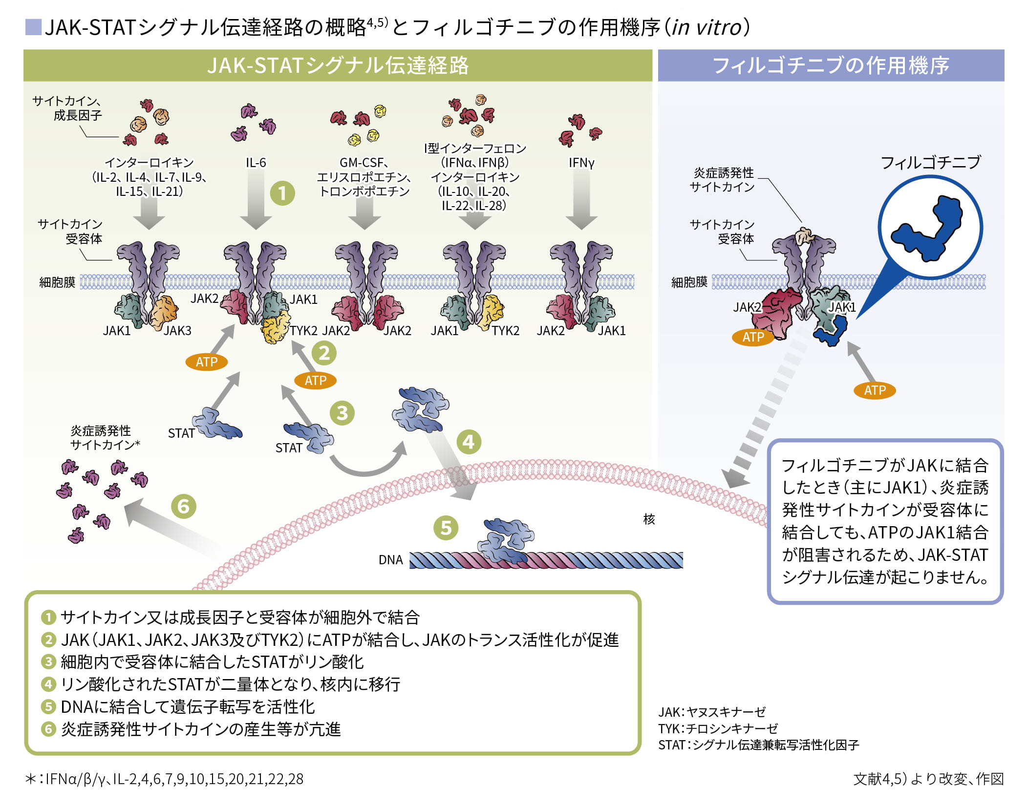 JAK-STATシグナル伝達経路の概略とフィルゴチニブの作用機序
